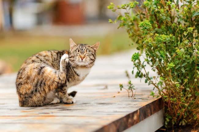 Gato rascándose por la presencia de parásitos externos.