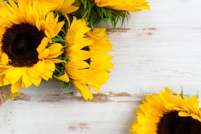Girasol, una de las flores de temporada de verano