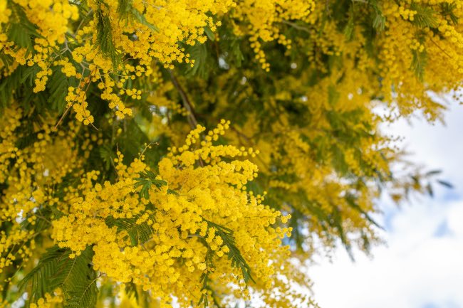 Mimosa en flor