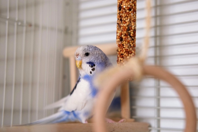 Alimentación para aves en Verdecora