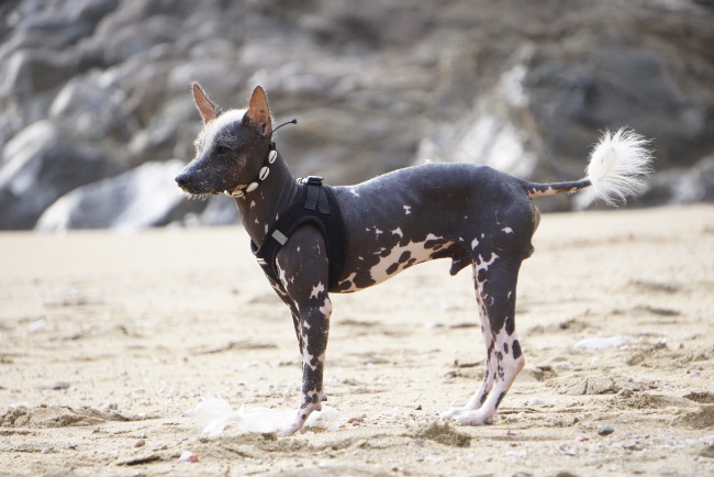 Perro calvo mexicano.