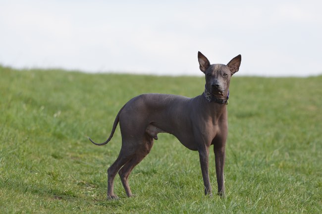 Perro peruano sin pelo.