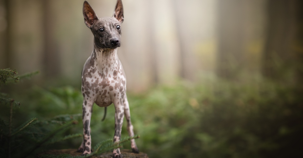 Principales razas de perros sin pelo: características y cuidados
