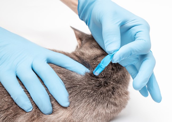 Pipetas antiparasitarias para gatos.