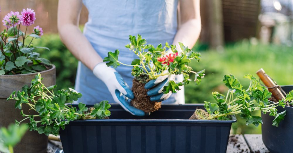 Plantas para jardineras de exterior