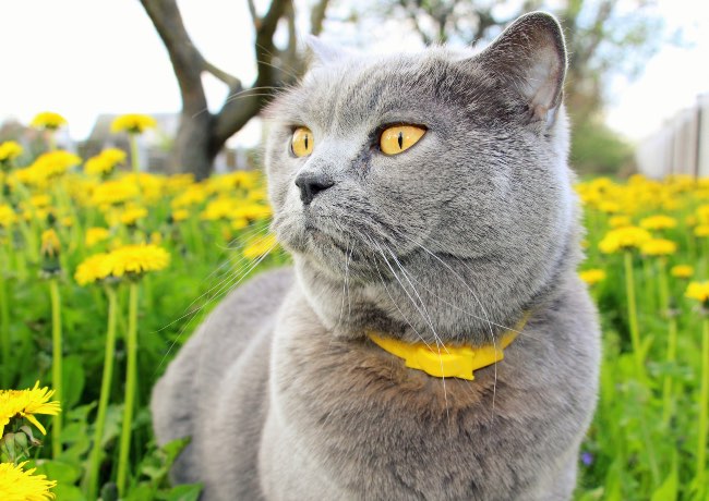Impacto de las pulgas y garrapatas en gatos.