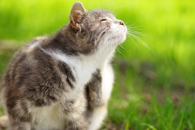 Síntomas de parásitos externos en gatos