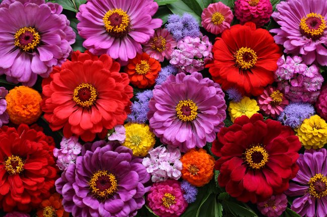 Zinnias