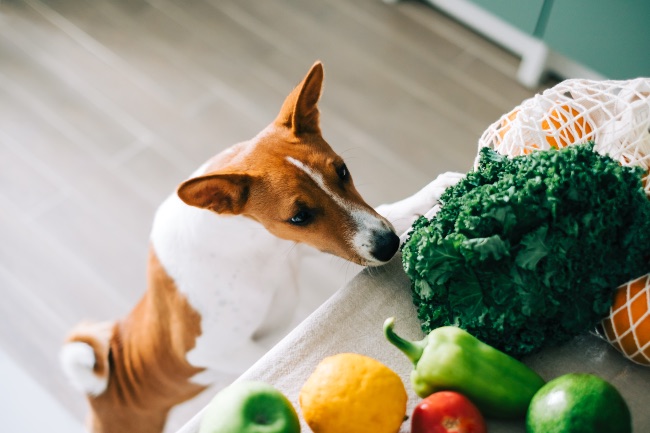 Desventajas de la comida casera para perros