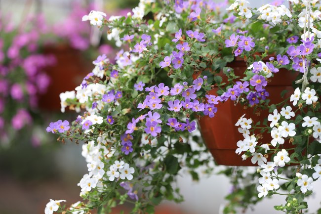 Bacopa, una de las plantas colgantes de exterior más hermosas