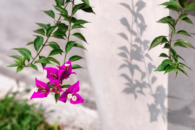 Buganvilla, una de las flores colgantes de exterior más hermosas