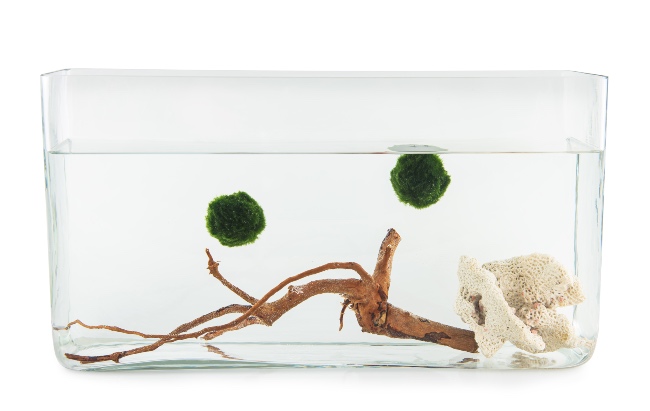 Marimo en acuario