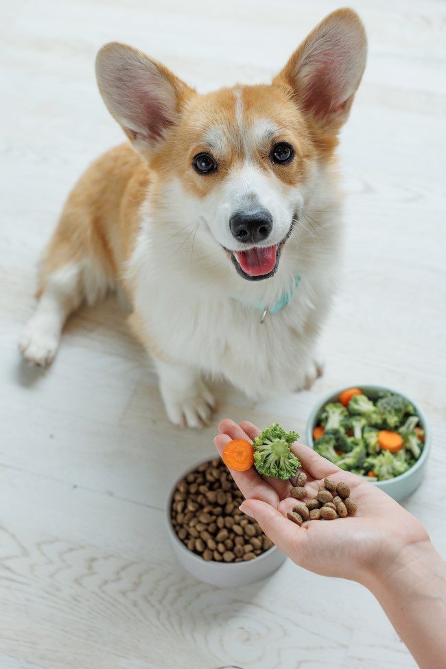 Introducir de forma gradual, clave para cambiar a la comida cocinada para perros