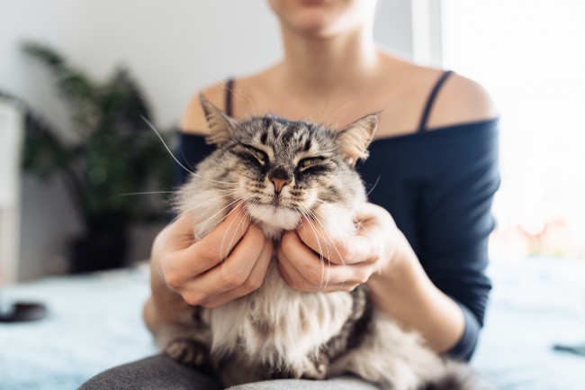 Cómo ronronean los gatos