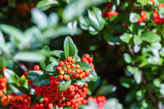 Pyracantha en Verdecora