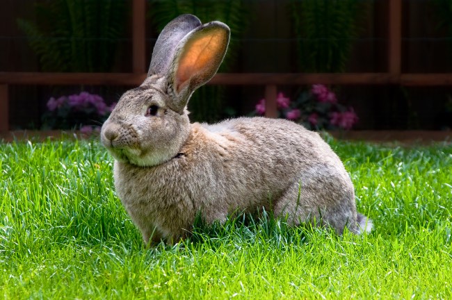 Cuánto vive un conejo gigante