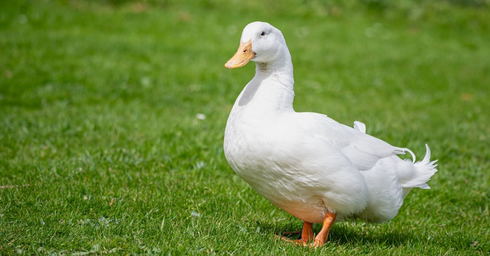Cuidados de un pato en casa