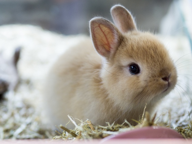 Cuánto vive un conejo Toy o enano