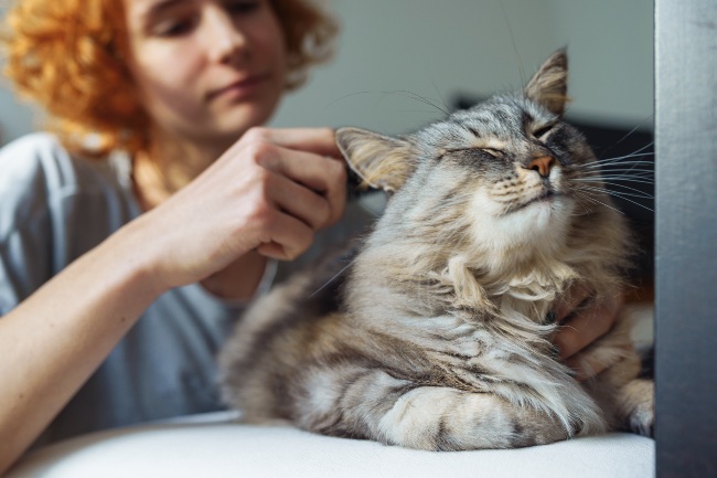 Mi gato ronronea mucho