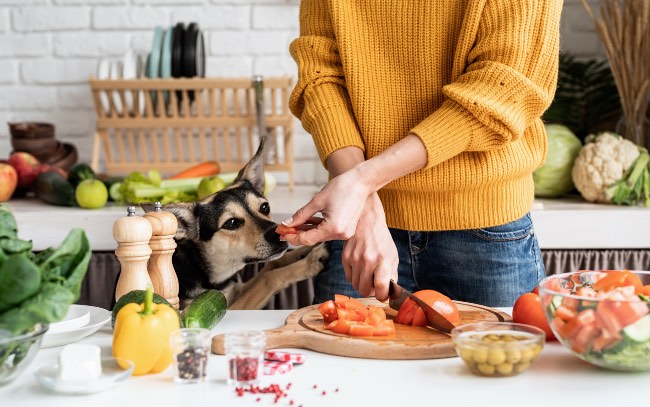 Cómo hacer comida para perros