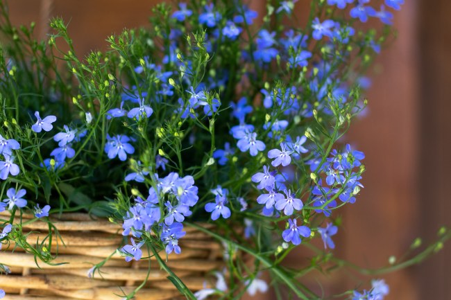 Lobelia