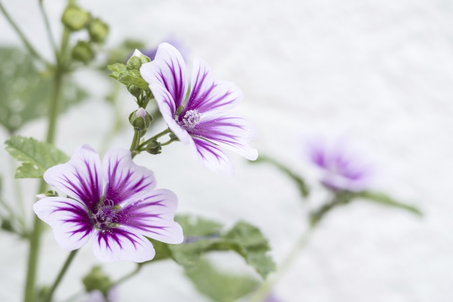 Malva silvestre