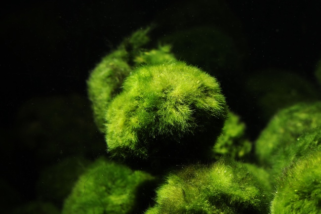 Marimo en acuario