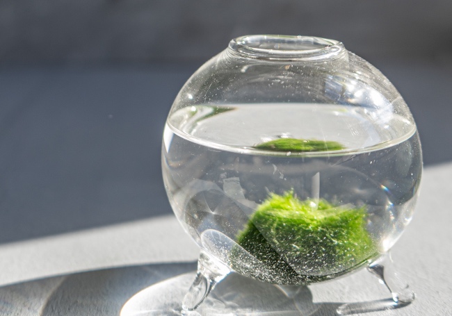 Marimo cuidados