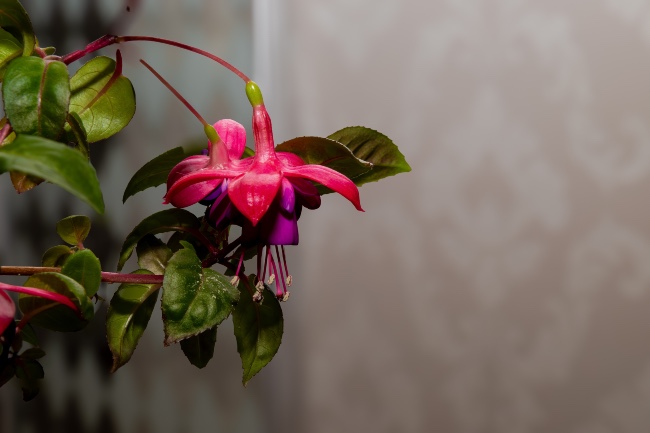 Fucsia o Pendientes de la Reina