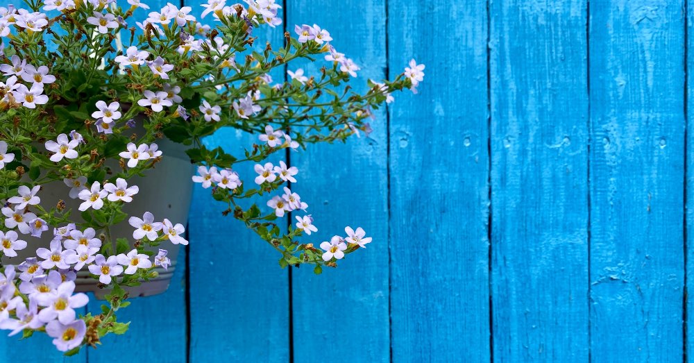 5 plantas colgantes de exterior bonitas y fáciles de cuidar