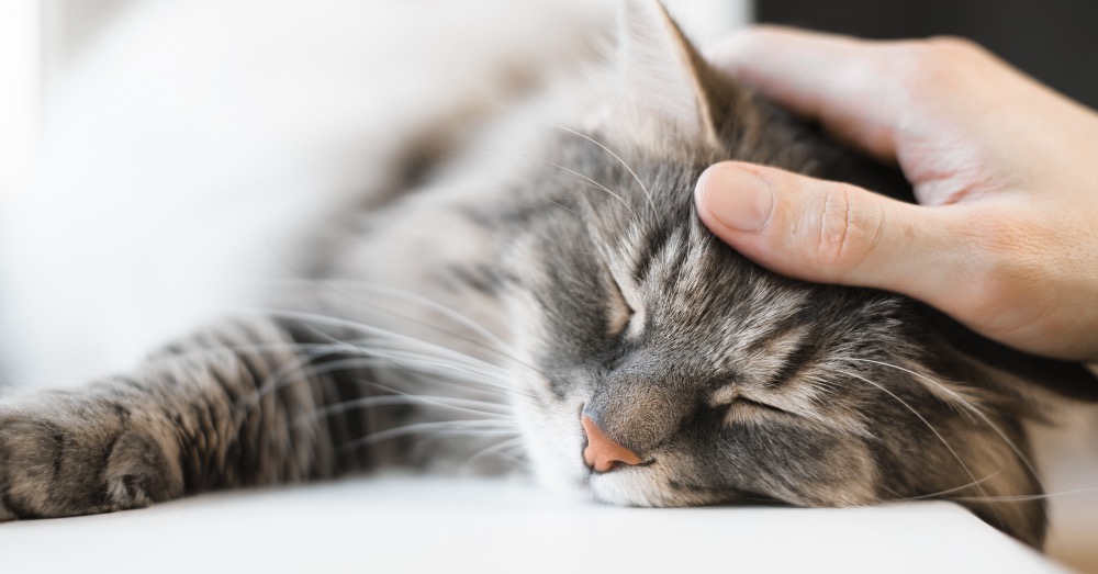 ¿Por qué ronronean los gatos?