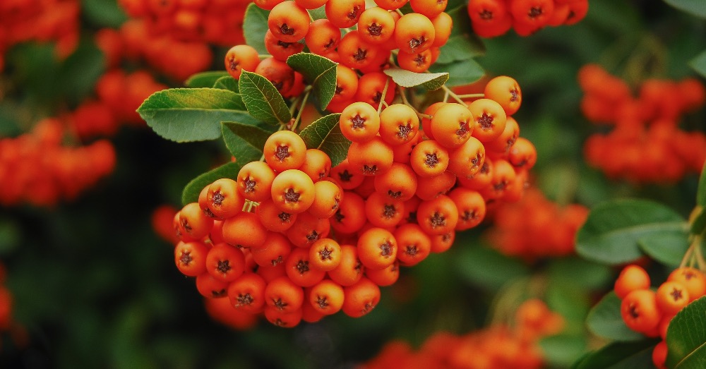 Cuidados de la pyracantha o espino de fuego