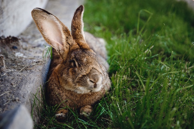 Síntomas de que un conejo se hace mayor