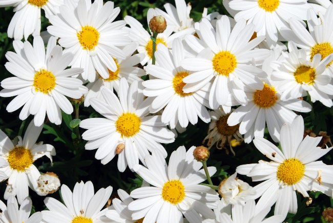 Chrysanthemum frutescens