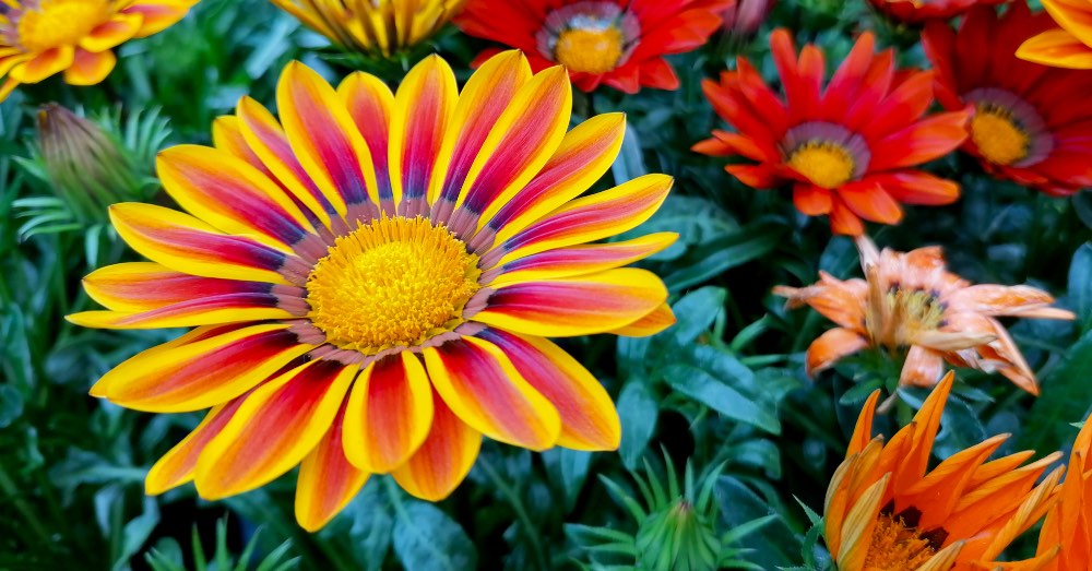 Tipos de margaritas: las flores imprescindibles para alegrar tu casa y tu jardín