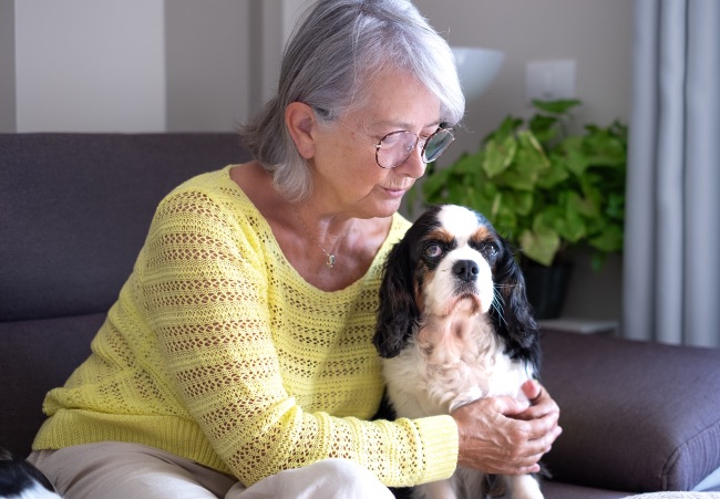Cavalier King Charles Spaniel