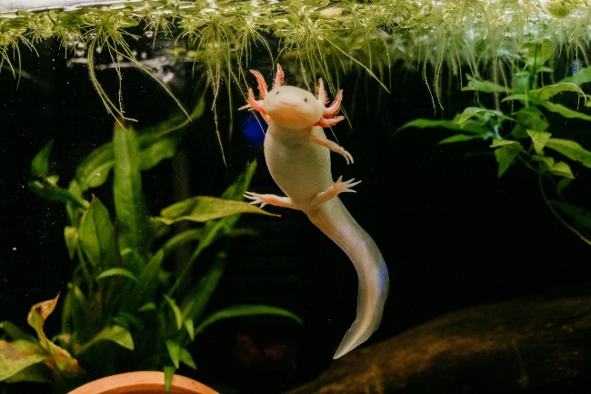 Qué acuario necesita un ajolote
