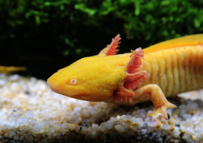 Ajolote dorado