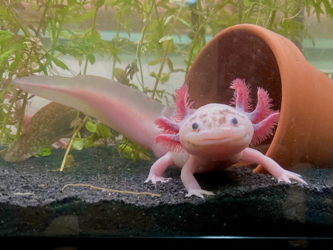 Ajolote como mascota