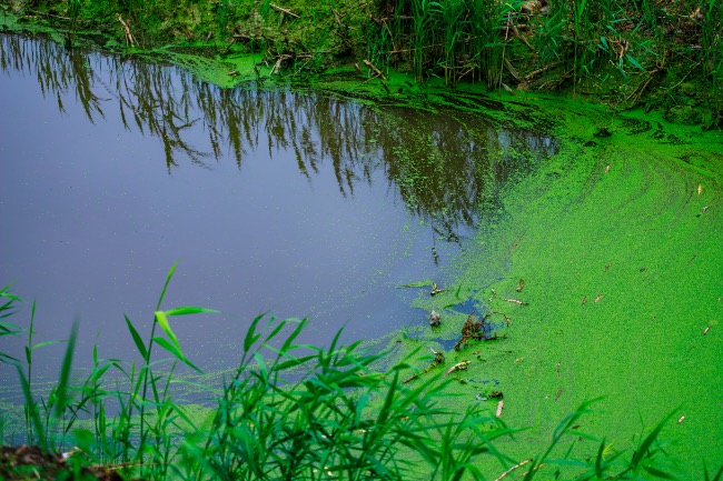 Cómo eliminar algas verdes del estanque