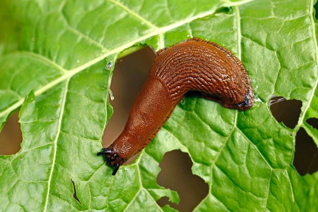 Babosa en una planta