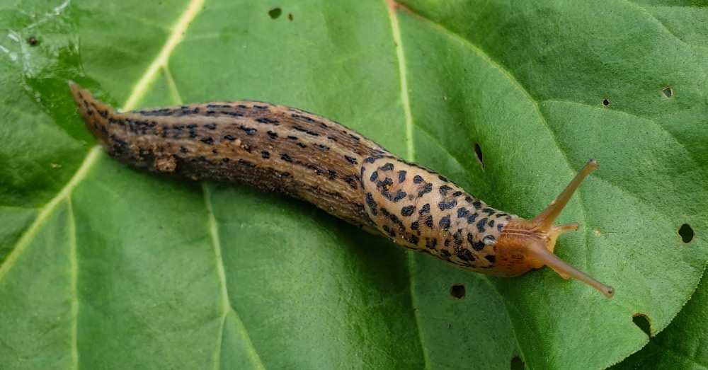 antilimacos, veneno para caracoles y babosas, plaga de caracoles, plaga de babosas