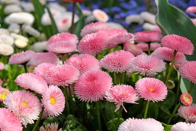Bellis perennis