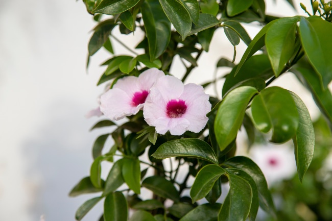 Bignonia