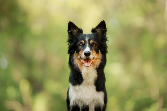 Border collie, perro terapéutico