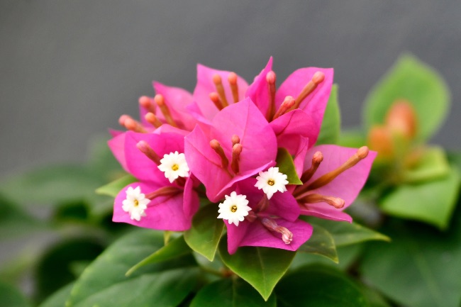 Buganvilla en flor
