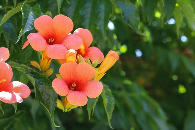 Campsis, otra opción perfecta en la lista de plantas trepadoras que no ensucien