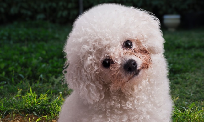 Caniche, perro de terapia emocional