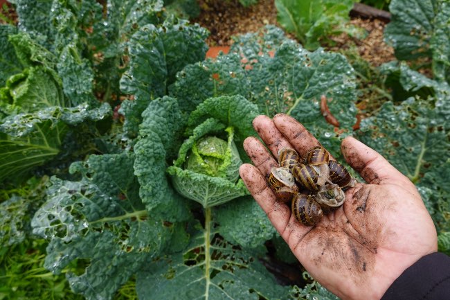 Cómo combatir una plaga de caracoles