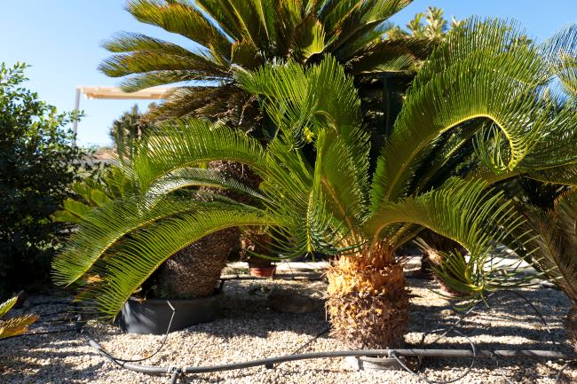Cica revoluta o palmera Cica
